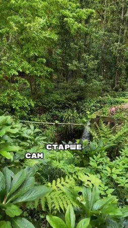 Батумский Ботанический Сад