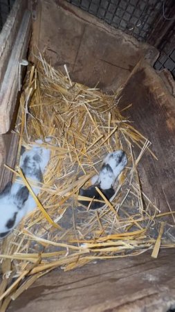 Пополнение ушастиков🙉 Телега: DanilaFermer #кролики #пополнение #farming #прибавление #деревня
