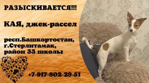 Пропала собака! КАЯ, джек-рассел. респ.Башкортостан, г.Стерлитамак.