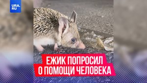 Ежик пришел за помощью к незнакомцу