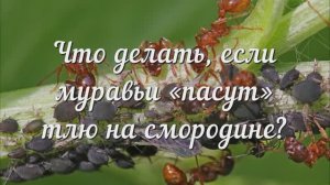 Что Делать Если Муравьи Пасут Тлю на Смородине? Сохраняйте Полезную Шпаргалку!