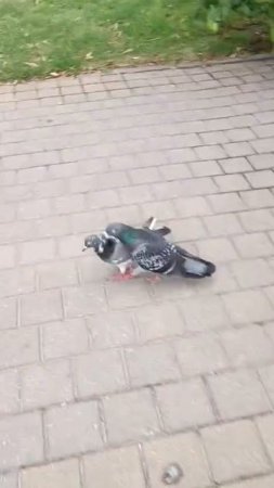 голубь всадник