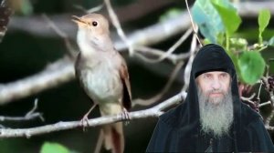 "Пел соловей, ах, как он пел..." - Иеромонах Роман (Матюшин-Правдин)