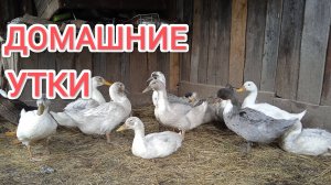 Жизнь в деревне Когда переводить уток на отруби