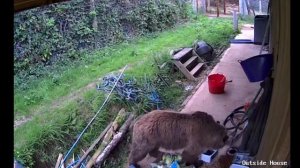 Медведи сбежали с зоопарка