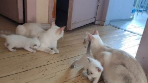 Котята Чисани уже гуляют