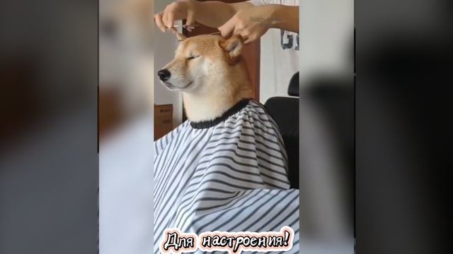 Собачки