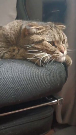😹КОТ-ГИГАКОТ😹! ВАШИ ИДЕИ В КОММЕНТАРИИ! 😏💥😹🥺#cat #кот #юмор #приколы