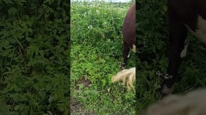 у нас стало мало бабочек
