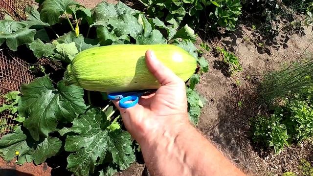 Первый кабачок 9 июля