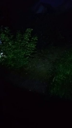 ночная охота за ягодами