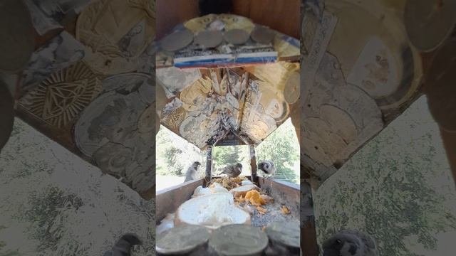 1000046101.mp4Жизнь кормушки.09.07.2025г.