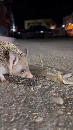 🦔 В Дагестане ёжик со скотчем на лапке сам пришёл за помощью к людям.

#животные #природа #новости #