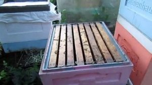 пчелы пришли в роевое состояние в июле,  часть 2 , налет летной пчелы на рой , 9.07.2025
