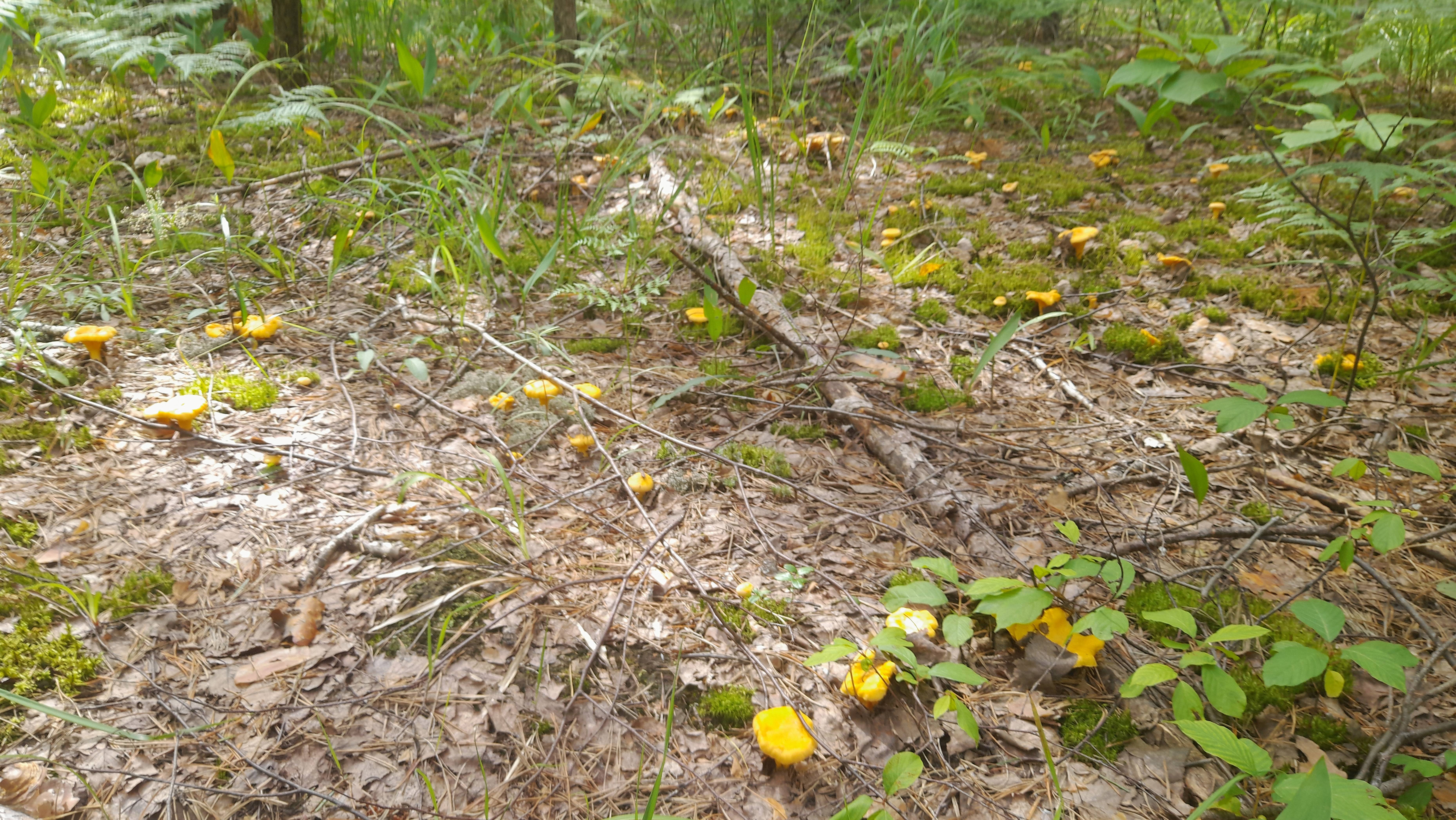 Очередной выезд за лисичками! (Марий Эл 2025г.)