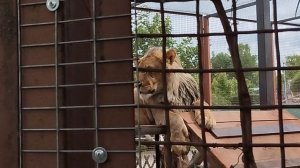 Шерхан спешит на голос заботливого друга Саши. Порш ведёт наблюдение.Минск 28 июня