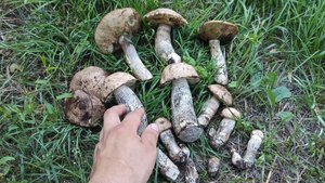 по грибы#1 сбор грибов, подосиновики