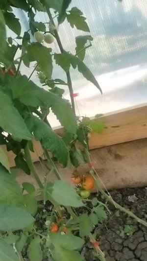 Первые помидорчики 🍅