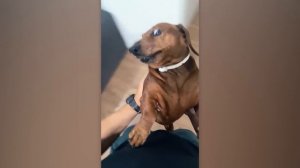 Собаки показывают свой характер