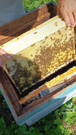 Роёк перегоняет в стандарт 🐝❤️