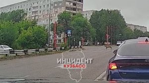 Люди, учитесь у косуль! Безопасность на дороге