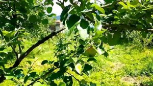 Обрезаю плодовые опираясь на мировой опыт и  собственные выводы.