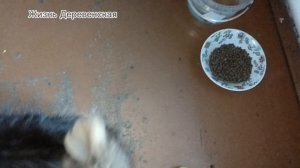 Продолжение истории Кот Дрон и другие.Вот так и живём 🤷