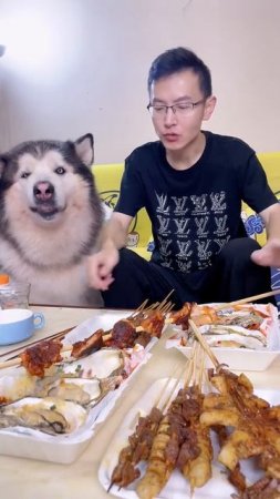 Животные приколы и не только