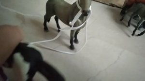 Тренировка у серой