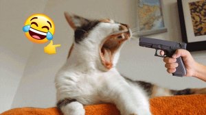 Приколы с котами! Смешные коты - Самые смешные животные С ОЗВУЧКОЙ! Ржака!!