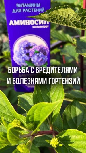 🌸 Борьба с вредителями и болезнями гортензий 🛡
