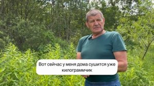 Секреты сбора Иван-чая на базе отдыха "Сафари-парк". Часть 2