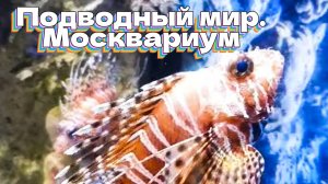 Подводный мир. Москвариум