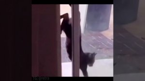 такие разные котейки