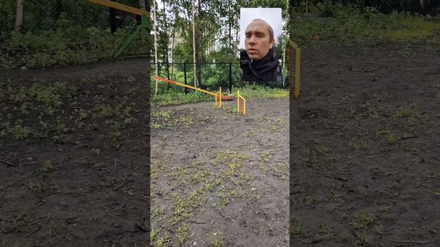 Единственная площадка для выгула собак в Архангельске находится на Терёхина