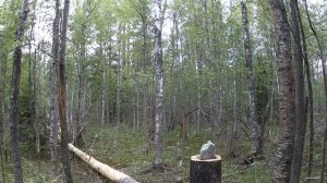 Косолапый инспектирует солонцы. Лоси и зайцы в шоке...