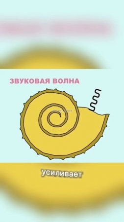Шум в ракушке — это не то, что ты думаешь!