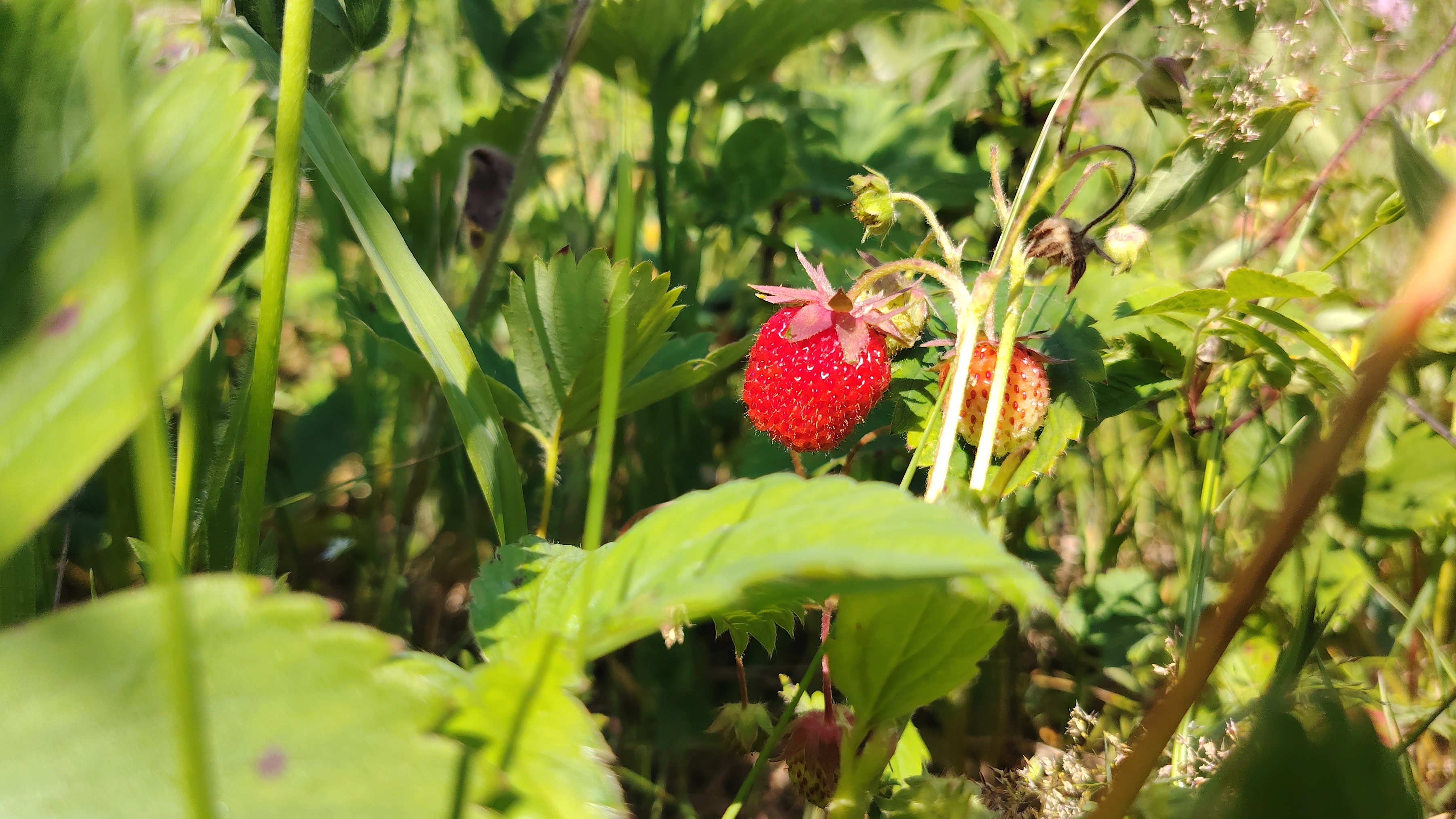 Природа прогулка | Сбор вкусной ягоды земляники | Трава гигант | Остров Сахалин | Дальний восток смотреть онлайн