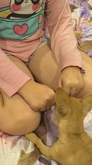 Кулачки