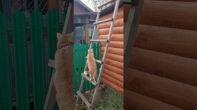 кот на лестнице смотреть онлайн