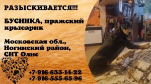 Пропала собака! БУСИНКА, пражский крысарик. Московская обл., Ногинский р-н, СНТ Олис.
