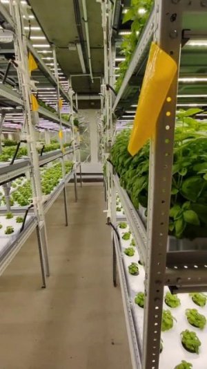 Именно на этой ферме удалось снять базилик 7 кг с 1м2 #daogreen #даогрин