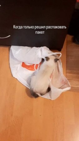 #юмор #животные