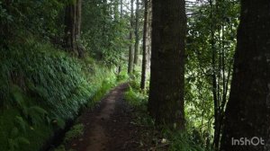 Video nature #5