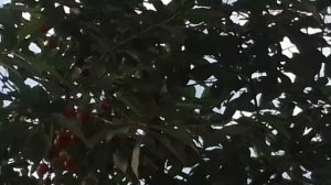 СКОРО ВИШНЮ СОБИРАТЬ