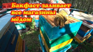 ПЧЕЛА БАКФАСТ ВСЁ ЗАЛИВАЕТ МЁДОМ, СТАВИМ ЧЕТВЁРТЫЕ МАГАЗИНЫ ПОД МЁД НА ТОЧКЕ №1