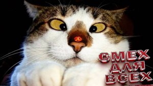 Смешные КОТЫ \ ПРИКОЛЫ С ЖИВОТНЫМИ ДО СЛЕЗ \ ✅Самые смешные животные  Приколы с котами и собаками🔥