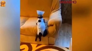 ПРИКОЛЫ С КОТАМИ! СМЕШНЫЕ КОТЫ И СОБАКИ! СМЕШНЫЕ ЖИВОТНЫЕ!