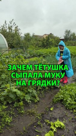 Зачем тётушка сыпала муку на грядки?