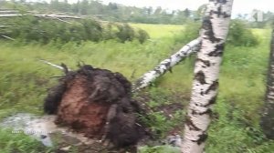 Стали известны последствия сильнейшего урагана в Ярославле